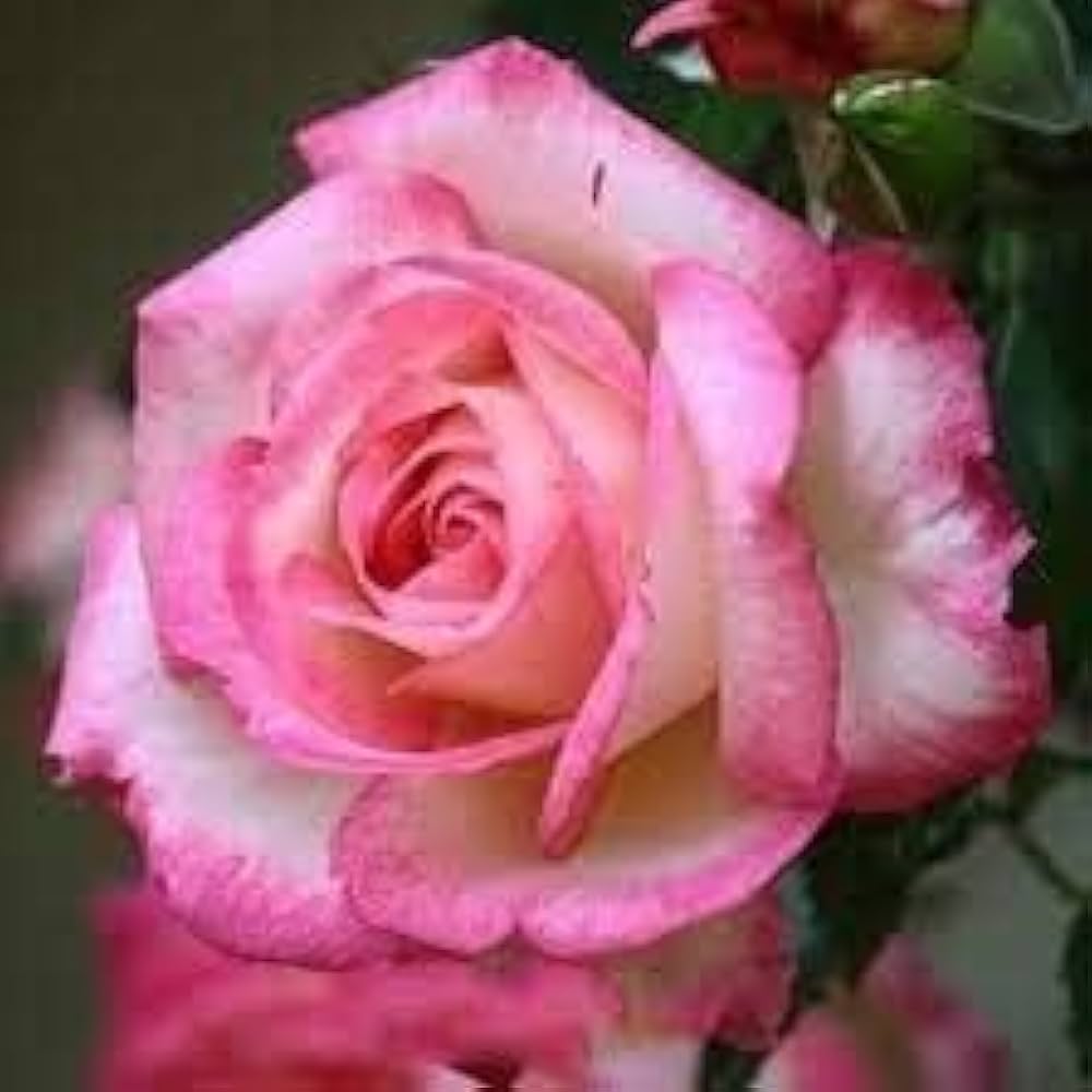 Pink White Rose Seeds Rosa spp. for Planting in Flower Bed and Balcony Pot