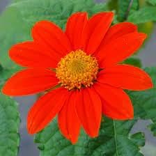 Mexican Flower seeds for Planting - Fragrant Blossoms, Heirloom & GMO Free Seeds for Home Garden
 
 Sale for planting in home garden