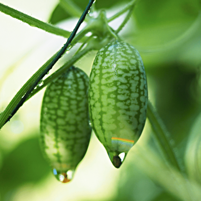 Cucamelon (Melothria scabra) Mouse Melon Mexican Gherkin Mini Watermelon Cucumber Fruit Vine Seeds Fruit Seeds for Home Gardens, Raised Beds & Outdoor Growing