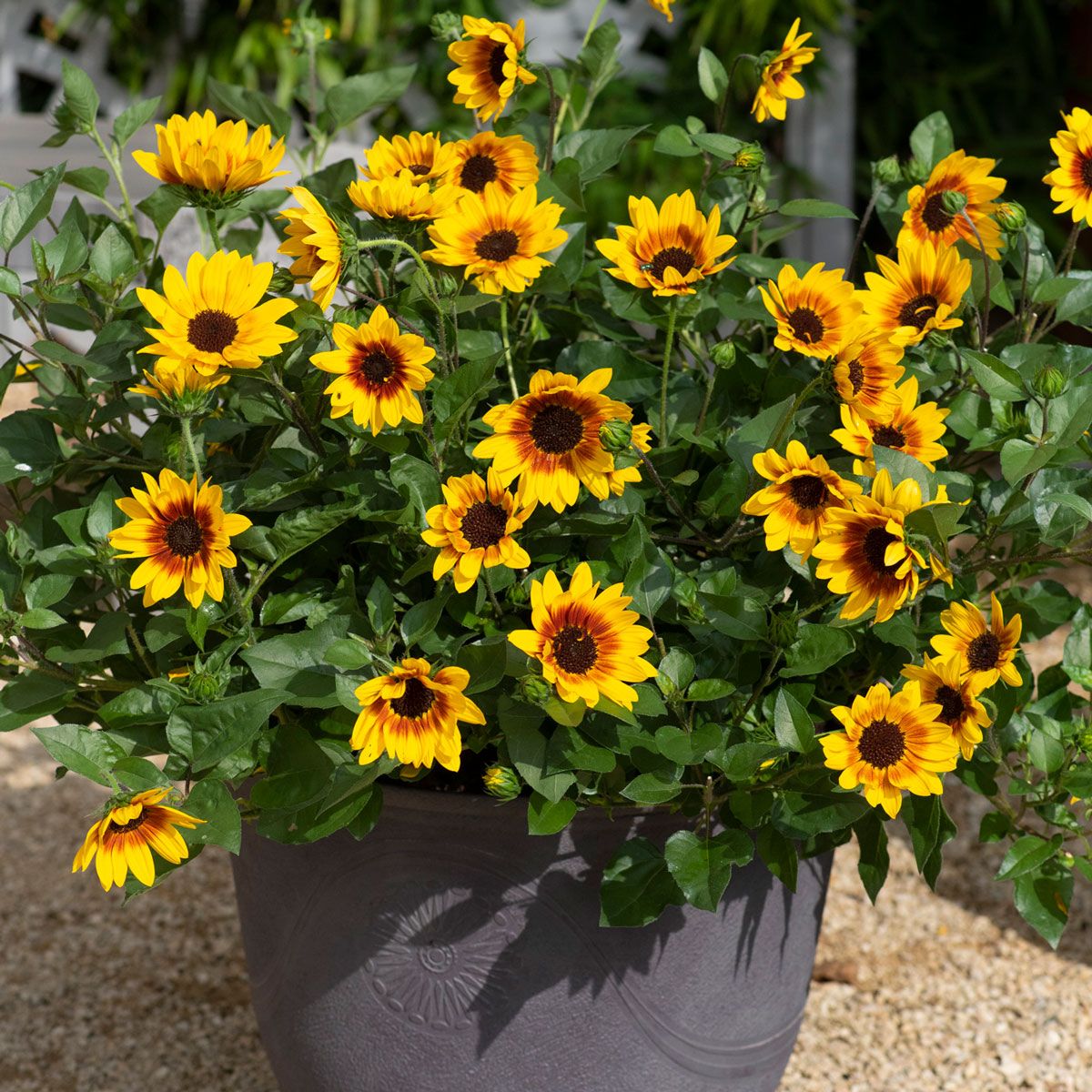 Brown Sunflower Flower seeds for Planting - Shade Tolerant, Heirloom & GMO Free Seeds for Home Garden
 
 Sale