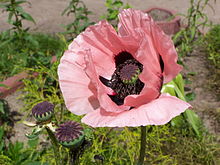 Rosa Farbe Mohnblumenkerne Flower Seeds for Planting in Flower Bed