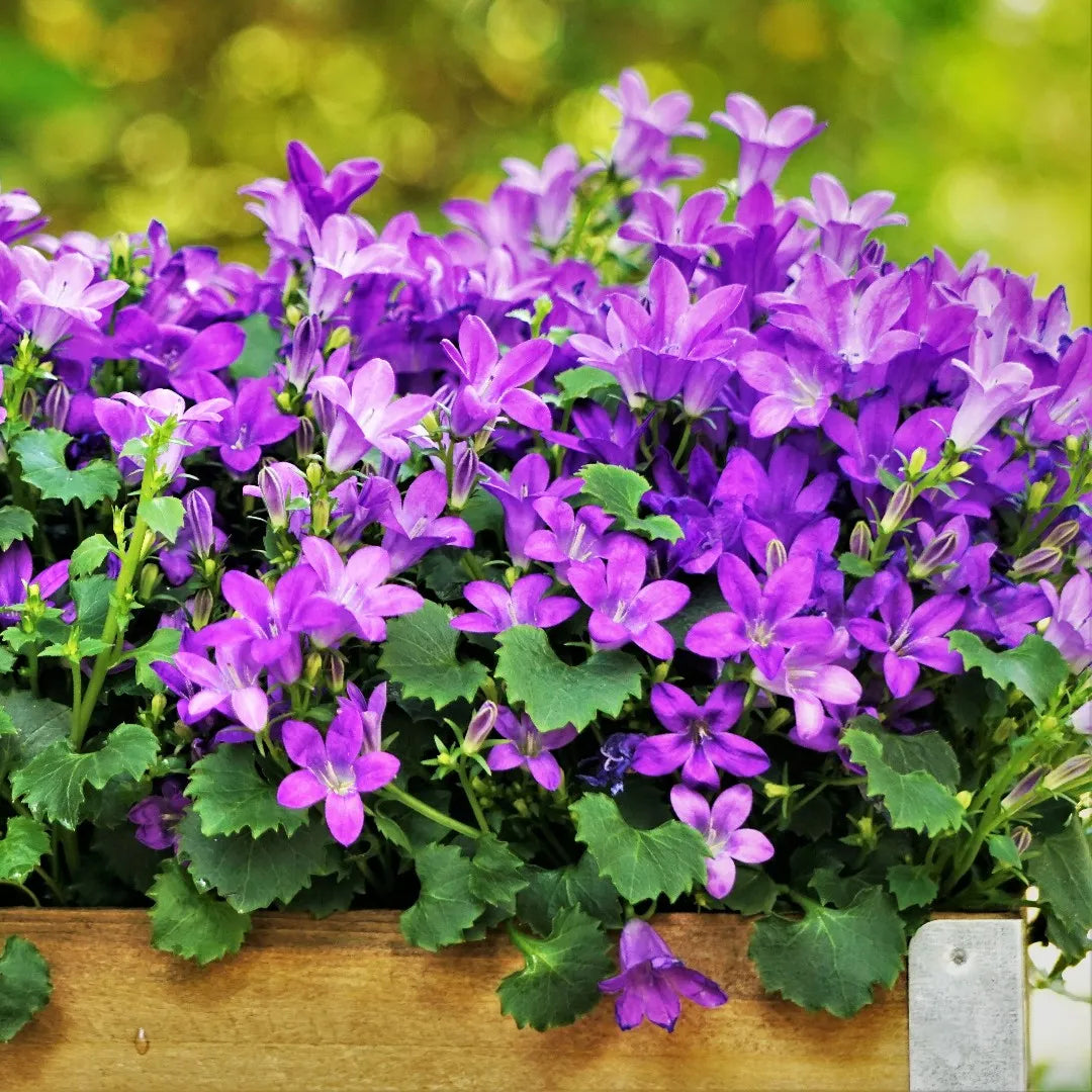 Purple Portenschlagiana Flower seeds for Planting - Pollinator Friendly, Heirloom & GMO Free Seeds for Home Garden