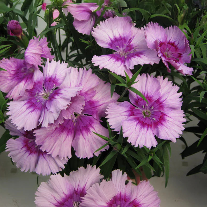 Dianthus Lavender Flower seeds for Planting - Cut Flower Favorite, Heirloom & GMO Free Seeds for Home Garden