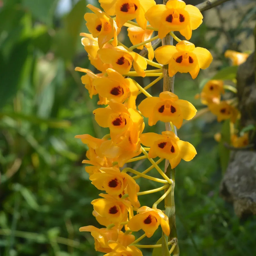 Yellow Dendrobium Orchid Flower seeds for Planting - Sun Loving, Heirloom & GMO Free Seeds for Home Garden