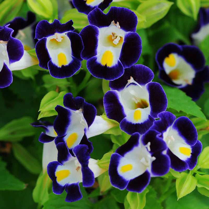 Purple Torenia Kauai Flower seeds for Planting - Hardy Variety, Heirloom & GMO Free Seeds for Home Garden