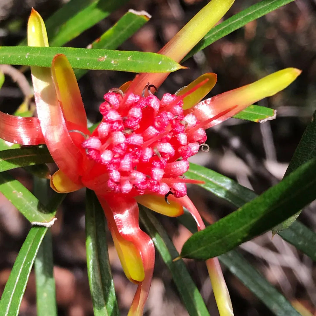 Red Euphorbia Griffithii Flower seeds for Planting - Shade Tolerant, Heirloom & GMO Free Seeds for Home Garden