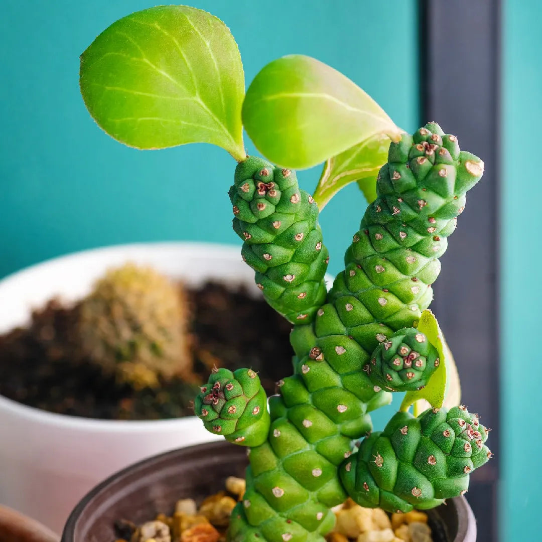 Monadenium Flower seeds for Planting - Low Maintenance, Heirloom & GMO Free Seeds for Home Garden