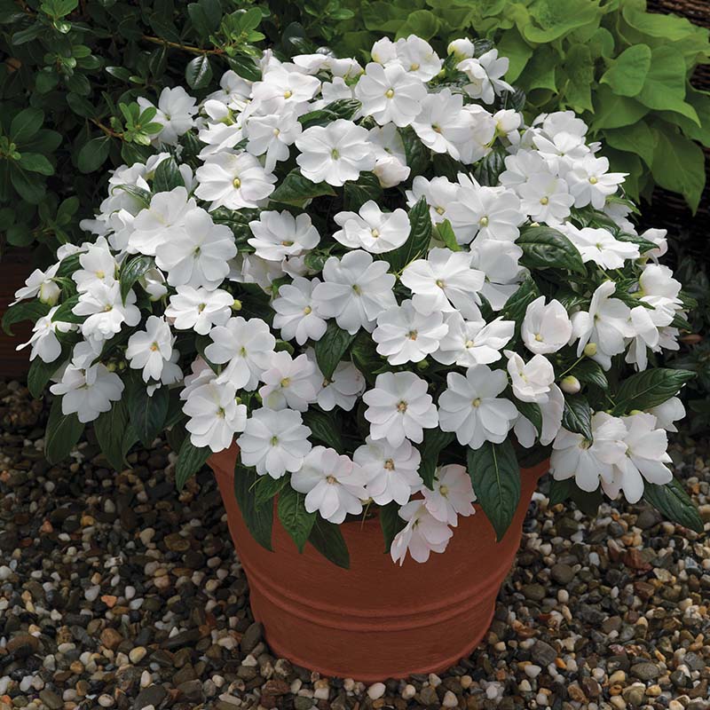 Florific Flower seeds for Planting - Low Maintenance, Heirloom & GMO Free Seeds for Home Garden