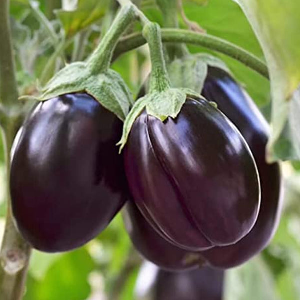 SAFLAX Eggplant Seeds for Easy Planting  Grow Your Own Vegetables