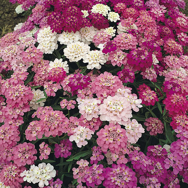 Iberis Candytuft Purple & Pink Mix Seeds for Colorful Garden Blooms
