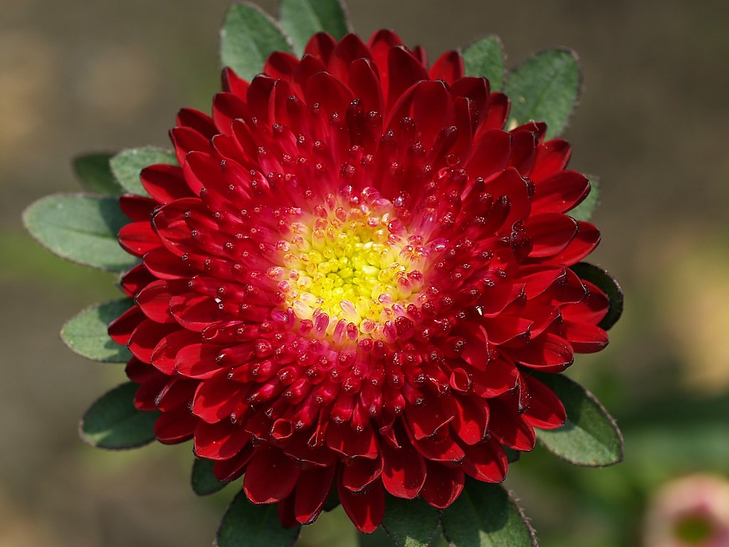 Red China Aster Flower Seeds for Planting Cut Flower Favorite Heirloom & GMO Free Seeds for Home Garden
 
 Sale