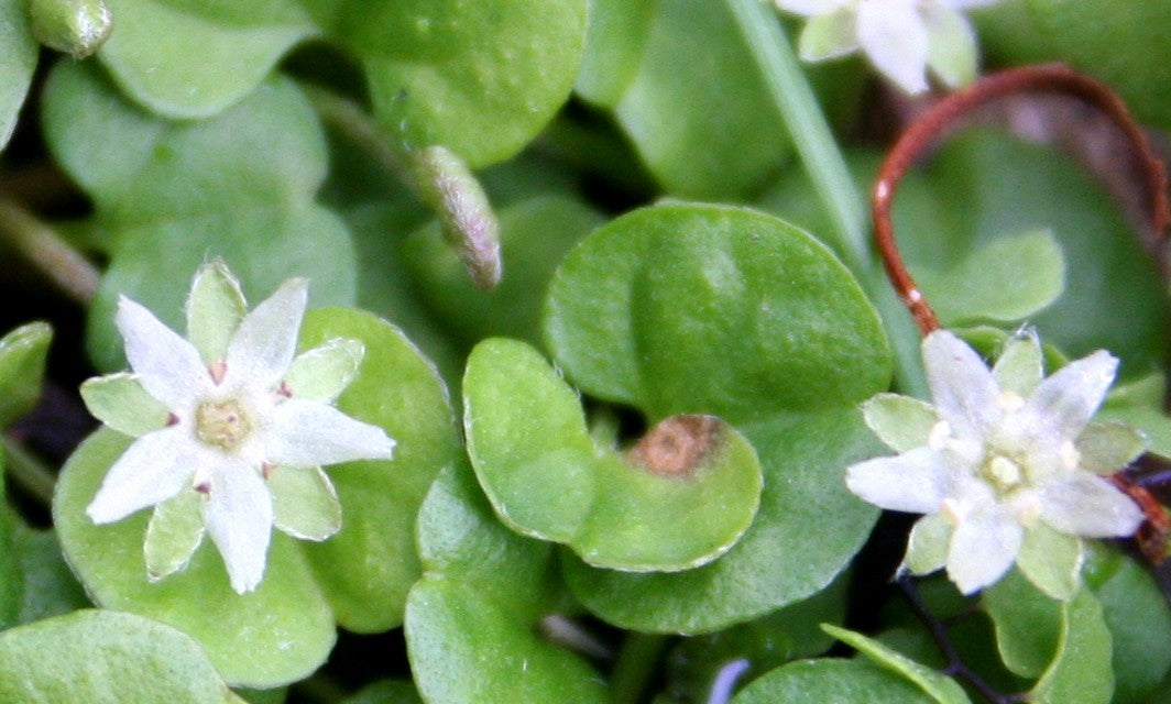 Dichondra Repens Lawn Flower seeds for Planting - Garden Favorite, Heirloom & GMO Free Seeds for Home Garden