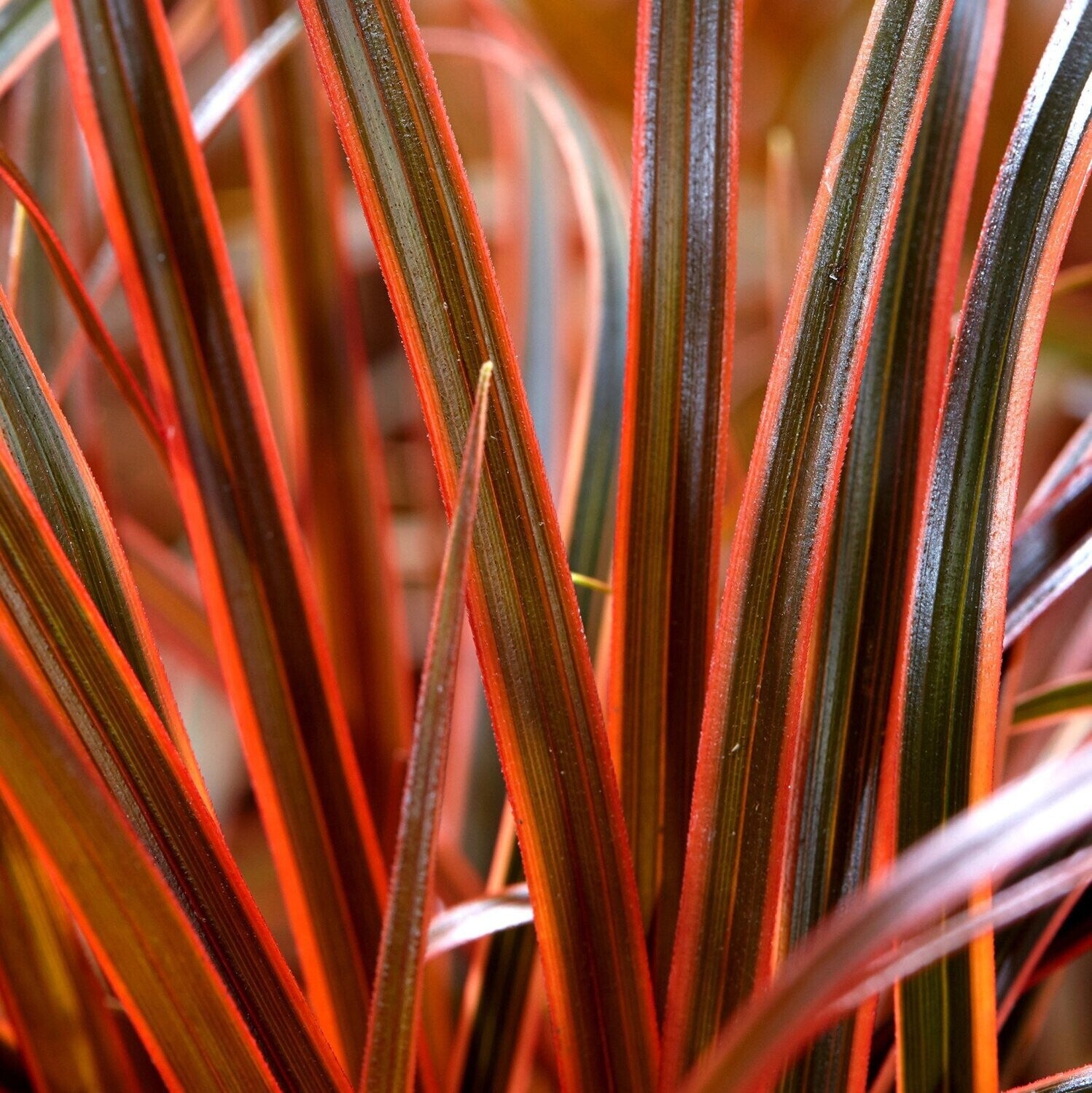 Uncinia Firedance Ornamental Grass Plant: Vibrant Red Foliage for Stunning Garden Displays