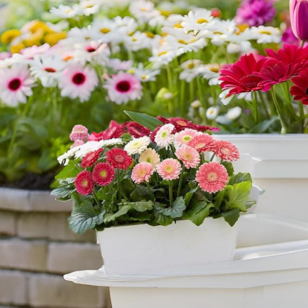 Gerbera jamesonii mixed daisy flower seeds