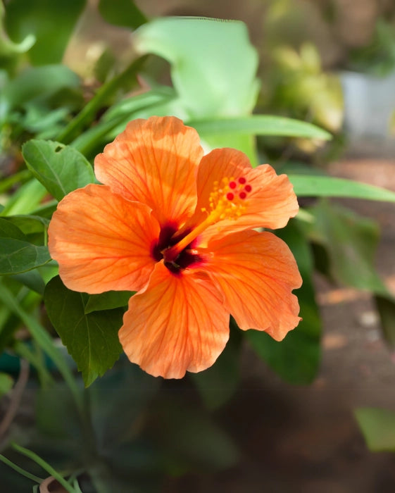Orange Hibiscus Rosa-Sinensis Flower seeds for Planting - Cut Flower Favorite, Heirloom & GMO Free Seeds for Home Garden