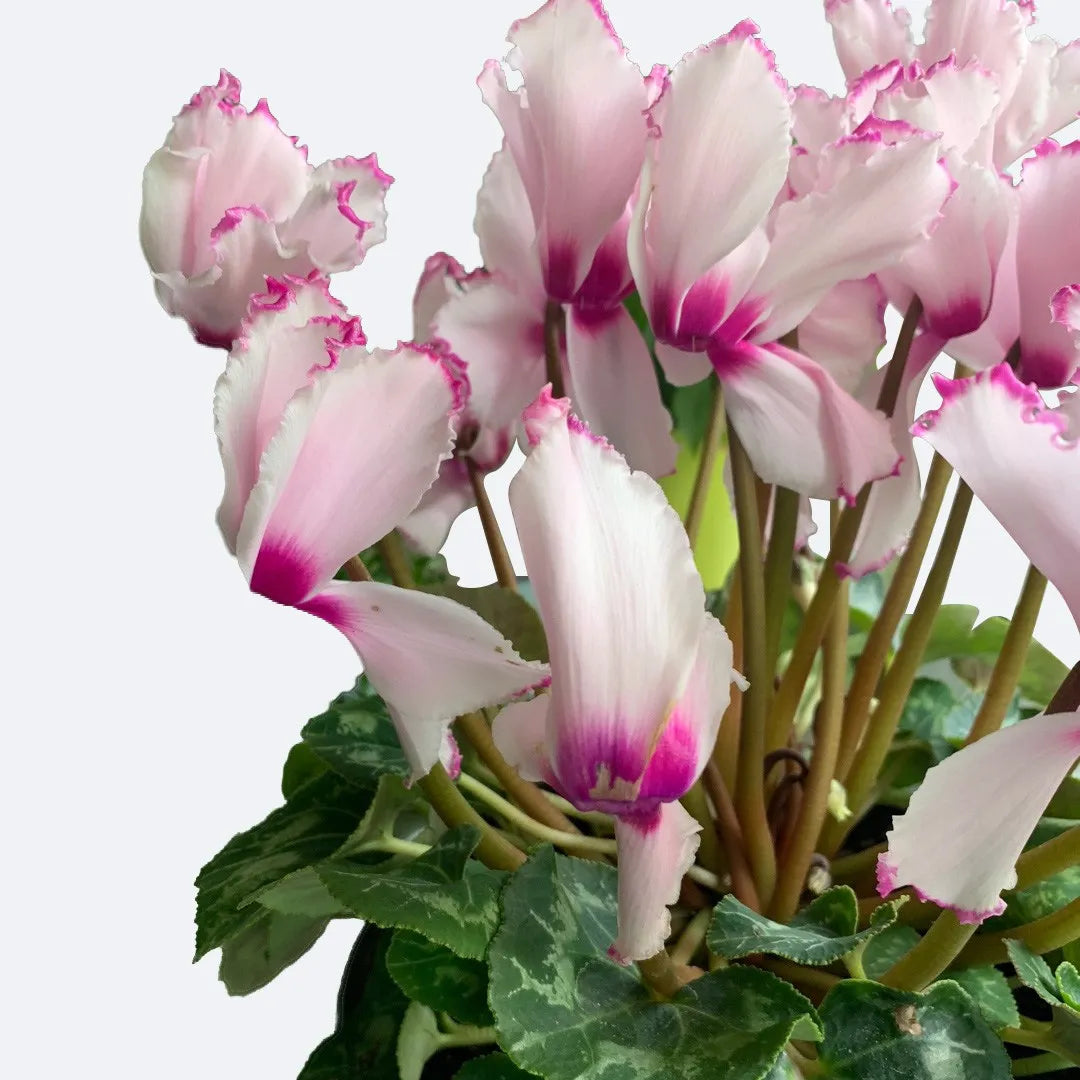 Purple White Cyclamen Flower seeds for Planting - Easy to Grow, Heirloom & GMO Free Seeds for Home Garden