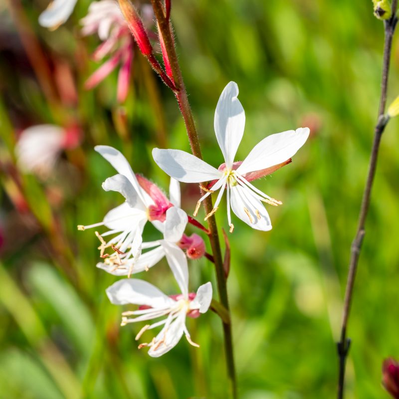 Lindheimeri Flower seeds for Planting - Pollinator Friendly, Heirloom & GMO Free Seeds for Home Garden