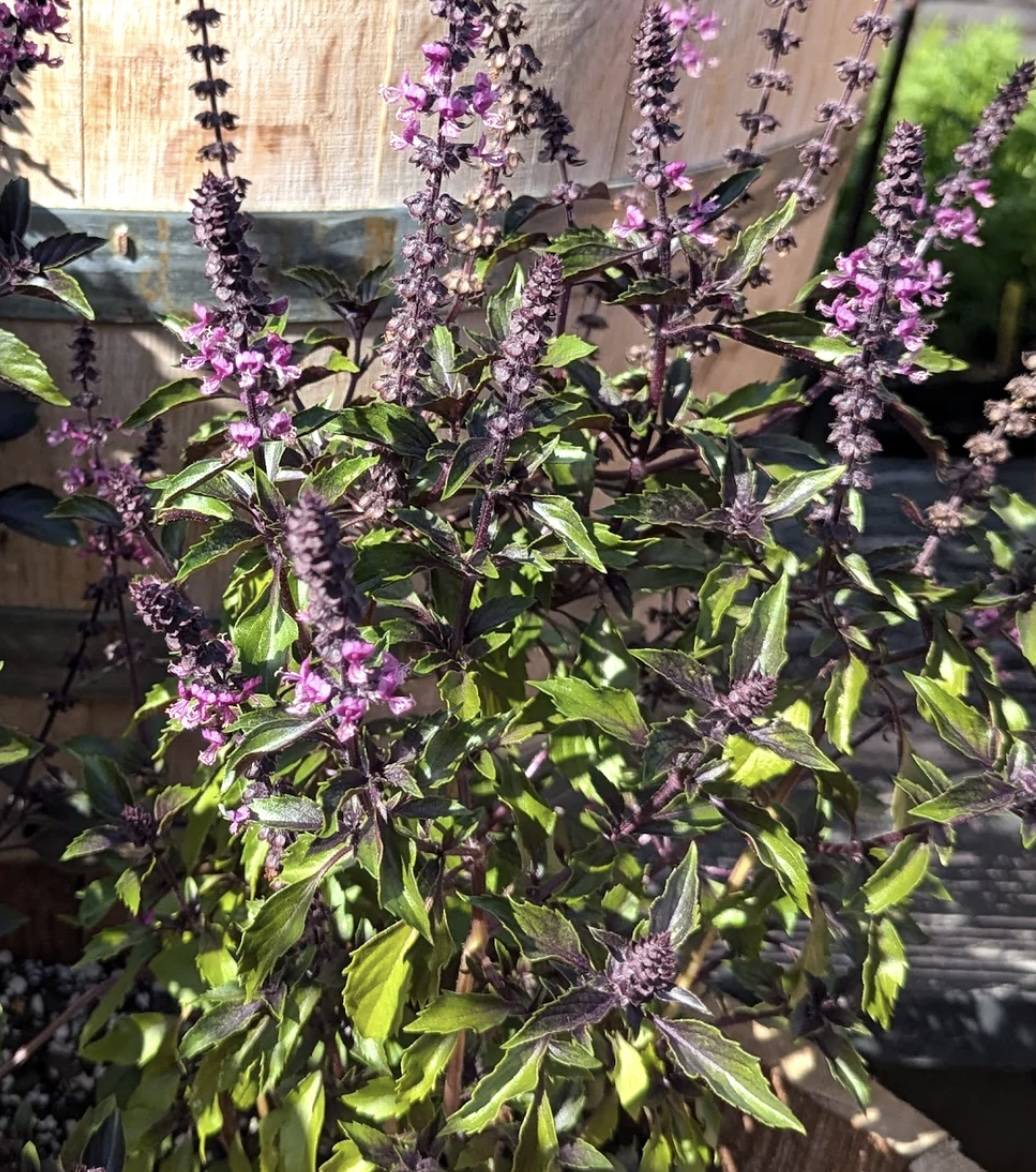 Violet Ocimum Flower seeds for Planting - Cottage Garden Essential, Heirloom & GMO Free Seeds for Home Garden