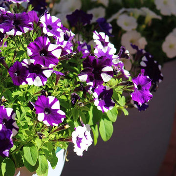 Shock Wave Tie Dye Purple Petunia Flower seeds for Planting - Shade Tolerant, Heirloom & GMO Free Seeds for Home Garden