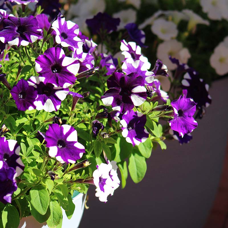 Shock Wave Tie Dye Purple Petunia Flower seeds for Planting - Shade Tolerant, Heirloom & GMO Free Seeds for Home Garden