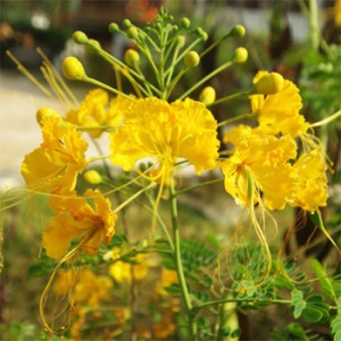 Caesalpinia Flower seeds for Planting - Vibrant Colors, Heirloom & GMO Free Seeds for Home Garden