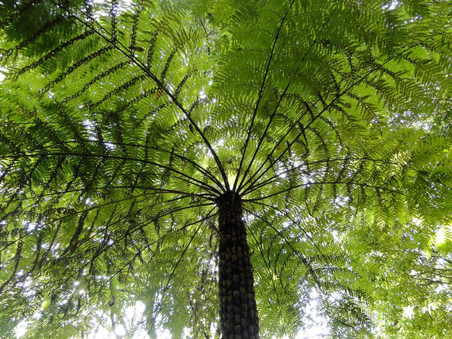 Silver Fern Tree Seeds Planting For Lush Greenery And Stunning Landscaping