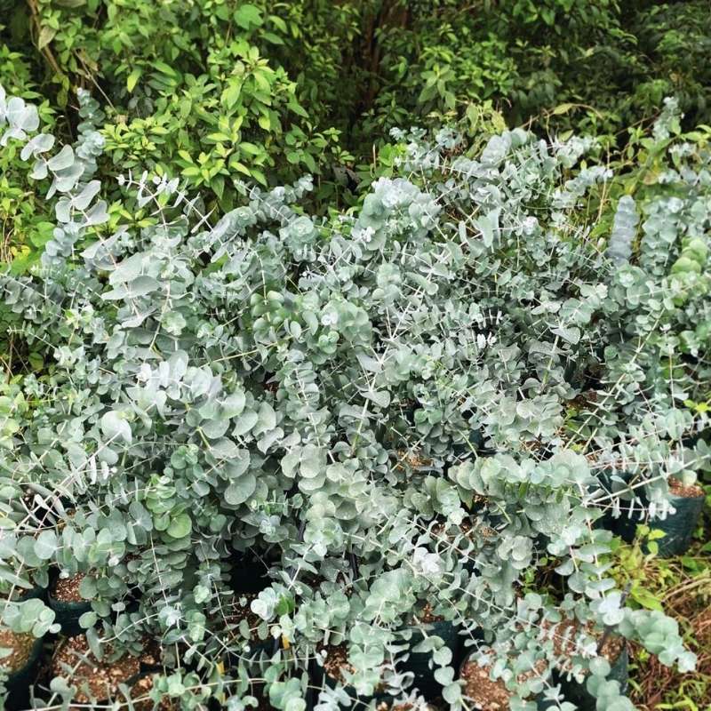 White Perennial Eucalyptus Silver Dollar Flower seeds for Planting Garden Favorite Heirloom & GMO Free Seeds for Home Garden