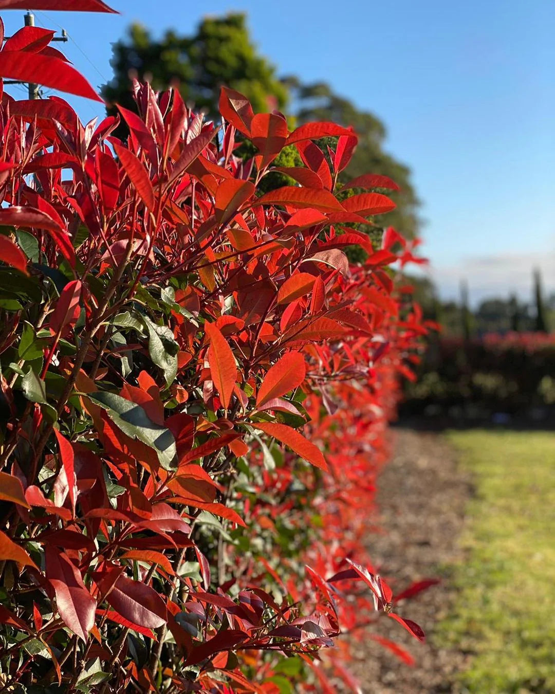 Photinia Serrulata Flower seeds for Planting - Cut Flower Favorite, Heirloom & GMO Free Seeds for Home Garden