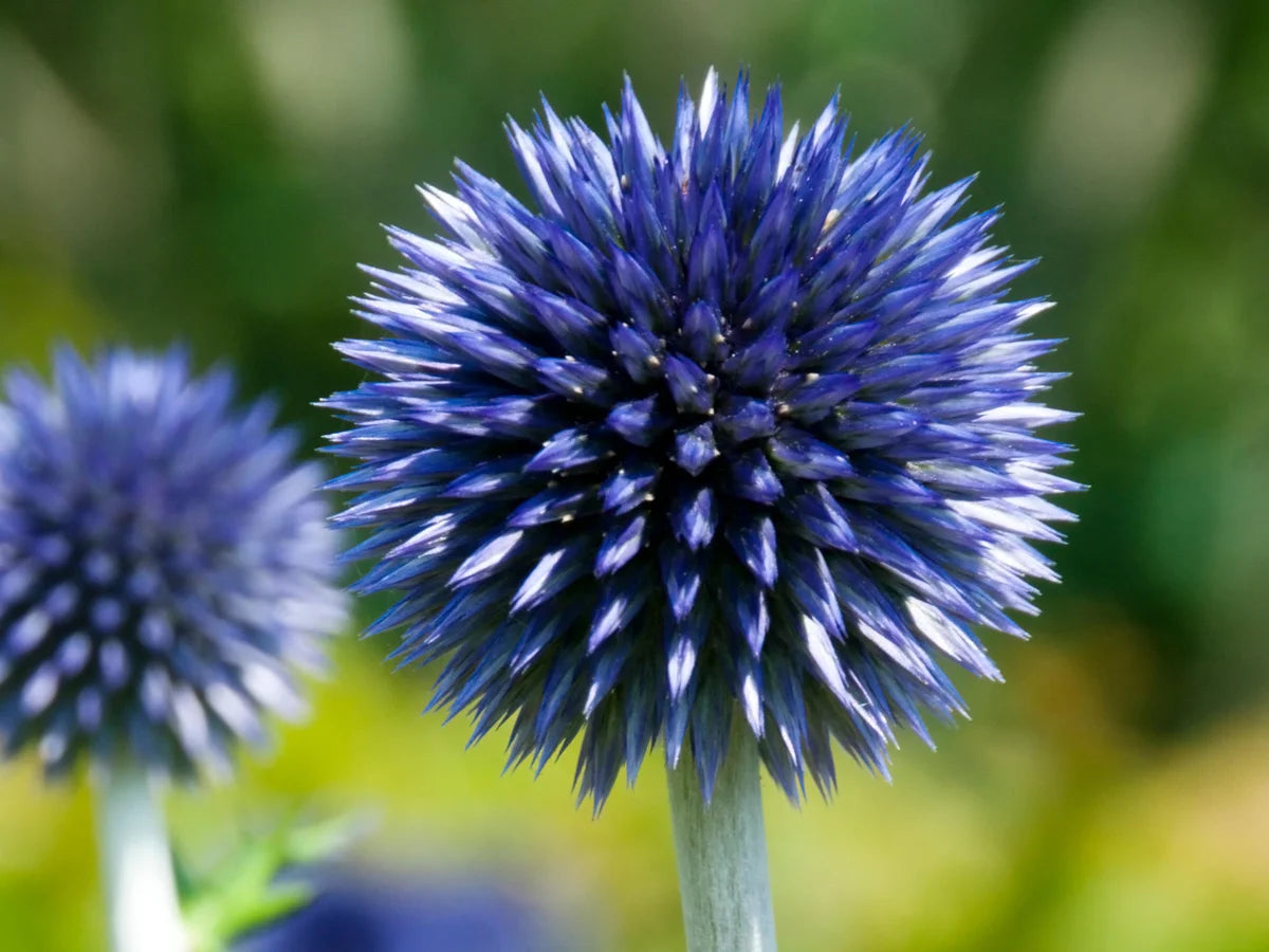 Echinops Ritro Flower seeds for Planting - Compact Growth, Heirloom & GMO Free Seeds for Home Garden