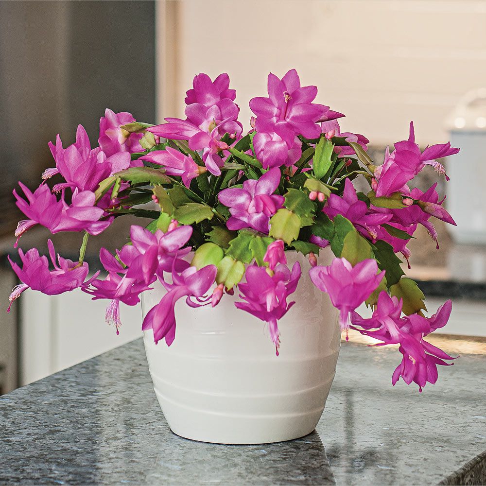 Zygocactus Purple Flower seeds for Planting - Shade Tolerant, Heirloom & GMO Free Seeds for Home Garden