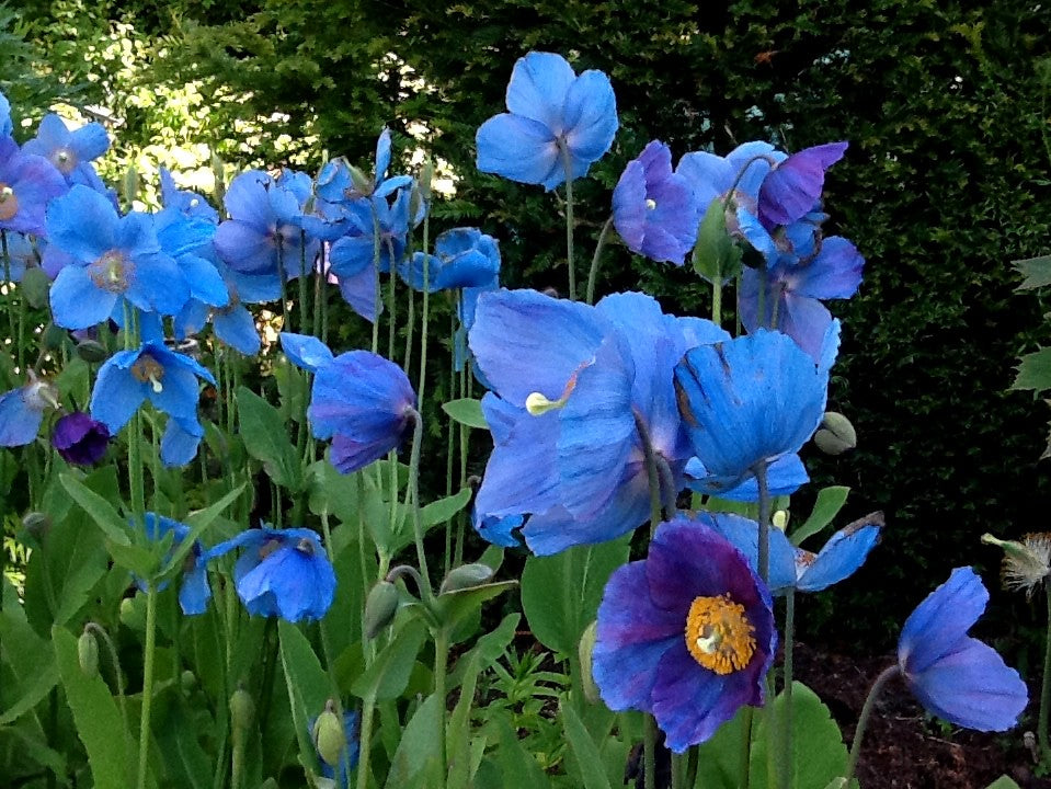 Lingholm Flower seeds for Planting - Drought Tolerant, Heirloom & GMO Free Seeds for Home Garden