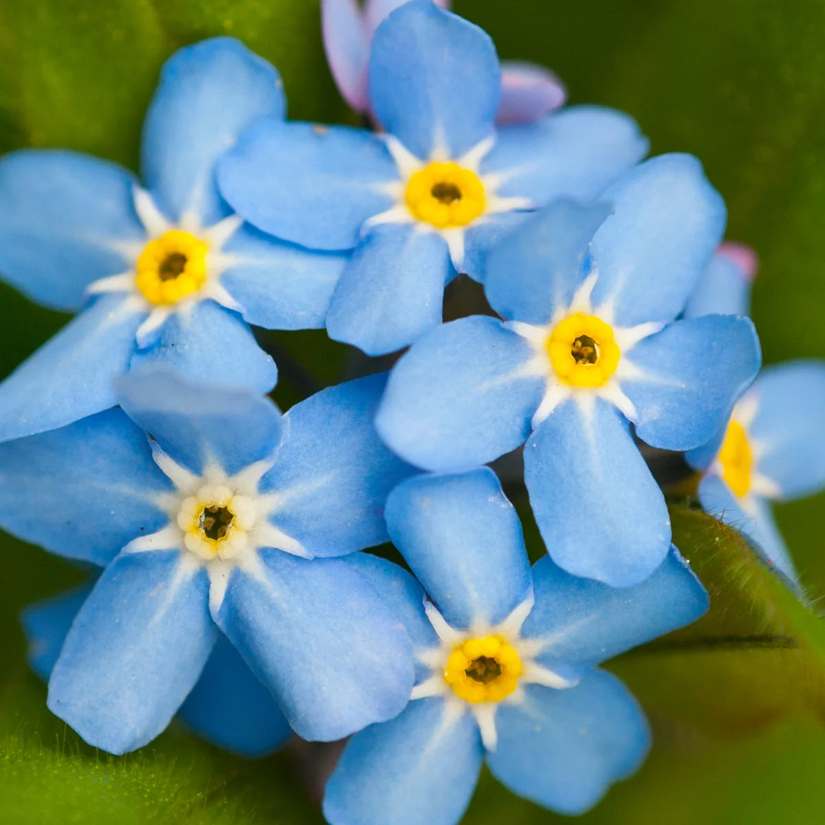 Forget Me Not Flower Planting Seeds - Create Beautiful Gardens with Charming Blooms - Evergrowseeds