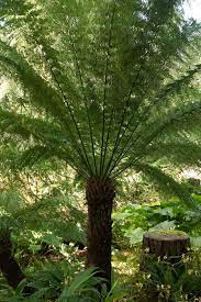 Silver Fern Tree Seeds Planting For Lush Greenery And Stunning Landscaping