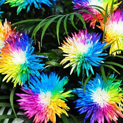 Chrysanthemum Rainbow Flower seeds for Planting - Perfect for Borders, Heirloom & GMO Free Seeds for Home Garden