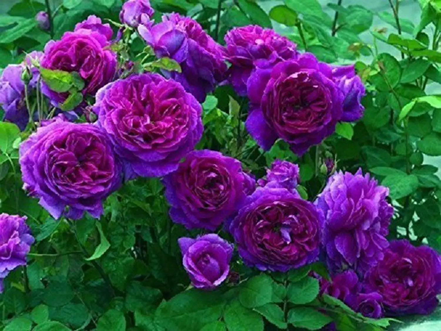 Pink Purple Climbing Rose Flower seeds for Planting - Garden Favorite, Heirloom & GMO Free Seeds for Home Garden