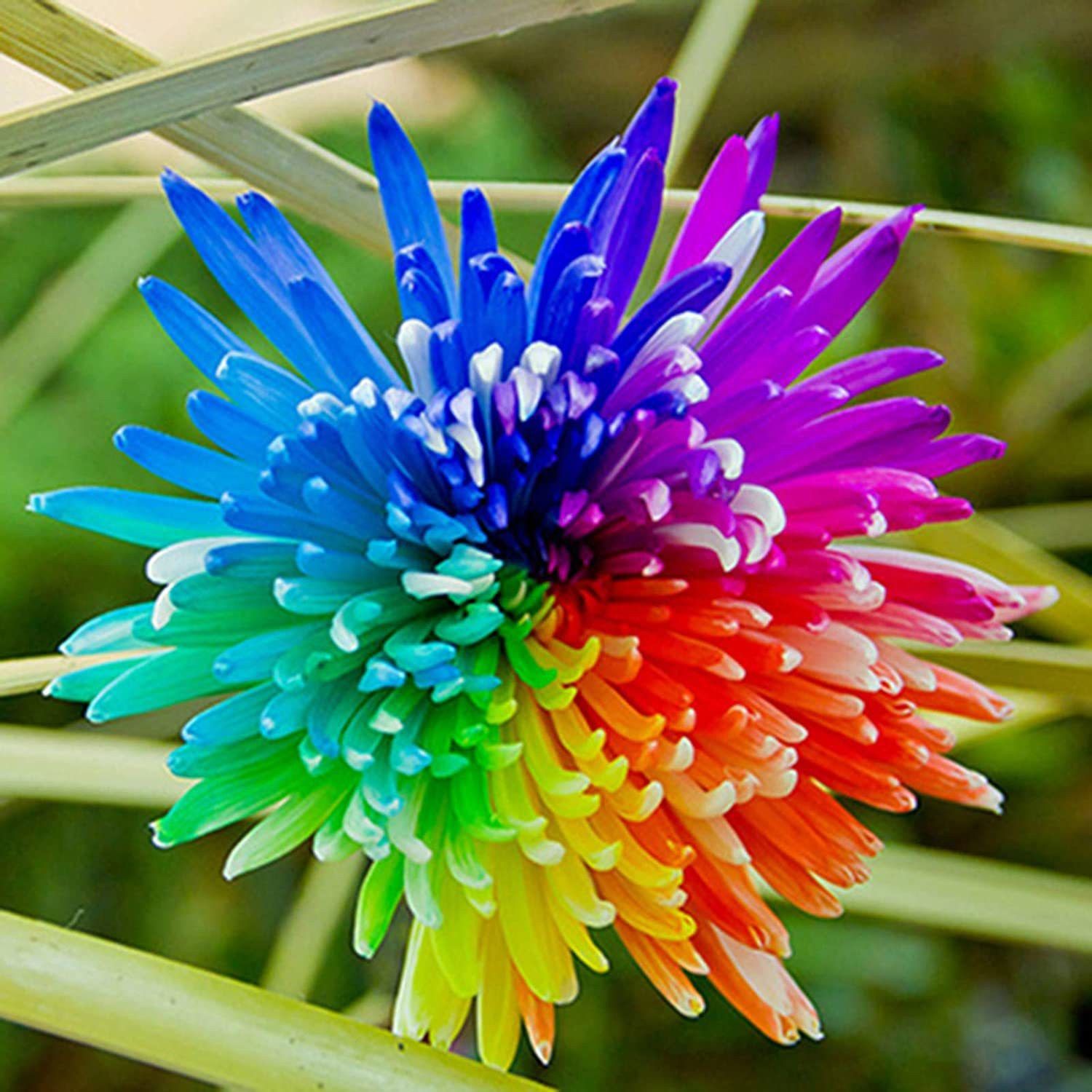 Chrysanthemum Rainbow Flower seeds for Planting - Perfect for Borders, Heirloom & GMO Free Seeds for Home Garden