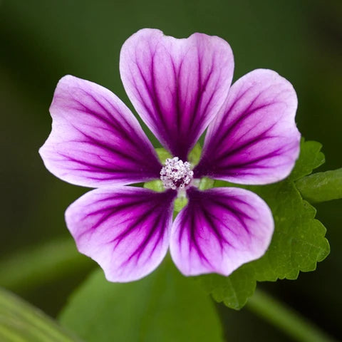 Mallow Flower seeds for Planting - Perfect for Borders, Heirloom & GMO Free Seeds for Home Garden
