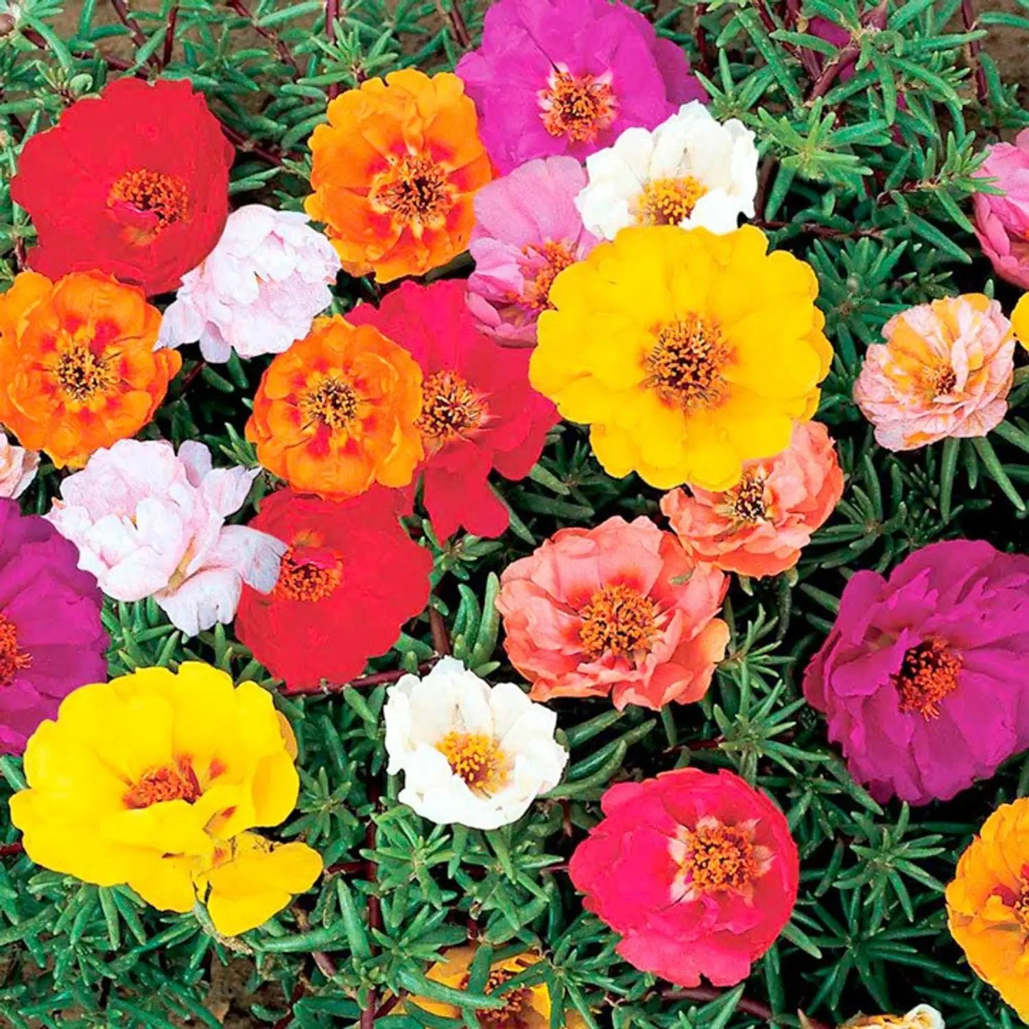Mixed Portulaca Flower seeds for Planting - Colorful Display, Heirloom & GMO Free Seeds for Home Garden