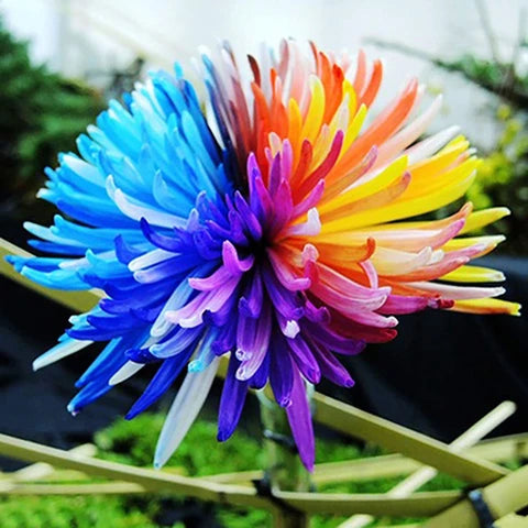 Rainbow Chrysanthemum Flower seeds for Planting - Fragrant Blossoms, Heirloom & GMO Free Seeds for Home Garden