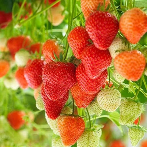 Erdbeere Strawberry Seeds for Planting - Grow Juicy Homegrown Strawberries