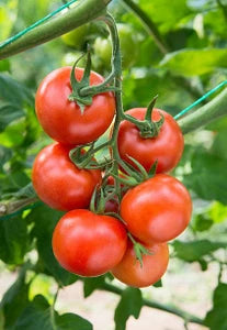 Pink and Yellow Tomato Seeds for Planting - Vegetable Seeds
