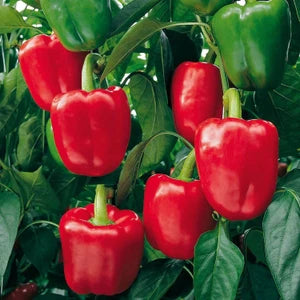 Aka Chapeau Pepper Vegetable Seeds  Planting Essentials