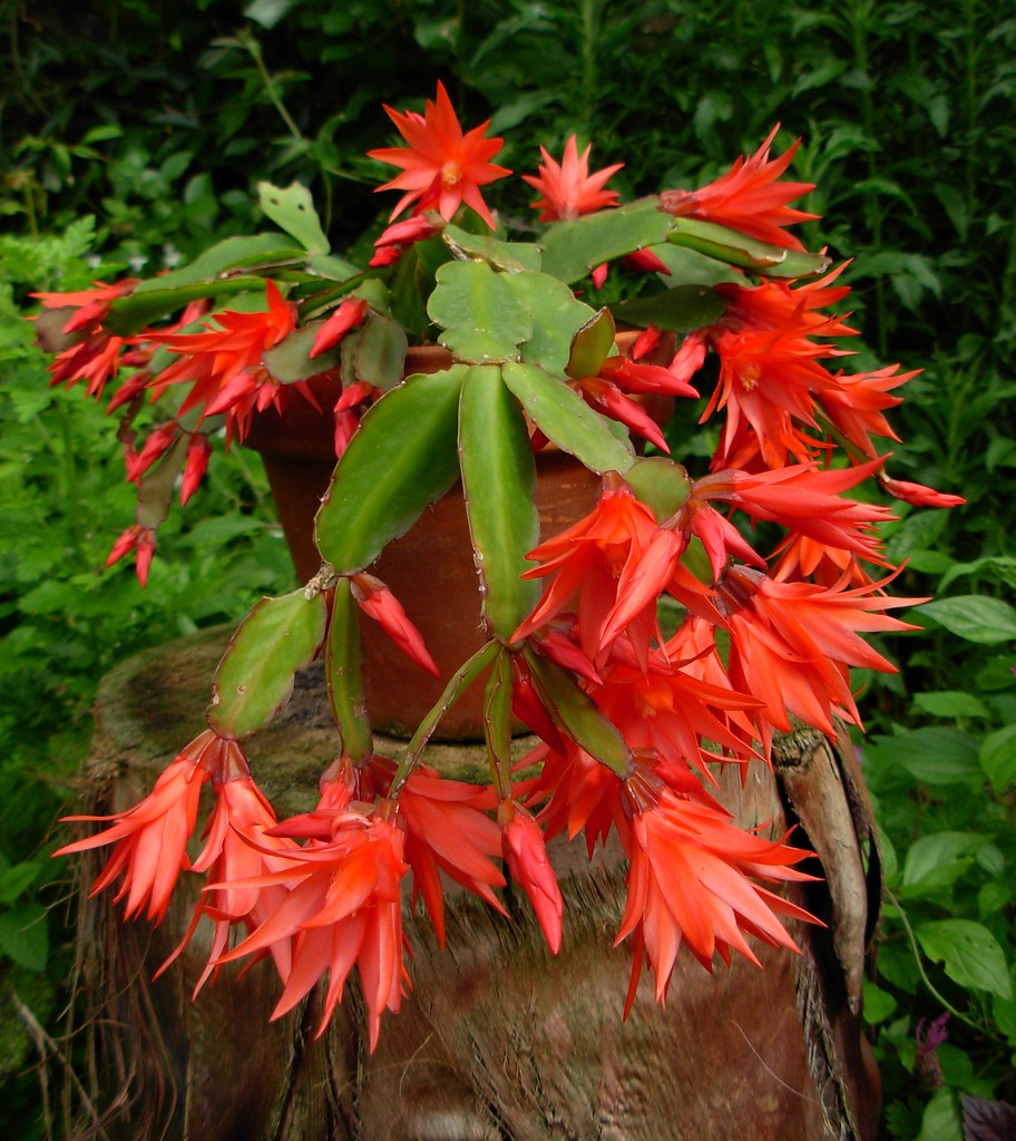 Deep Red Schlumbergera Flower seeds for Planting - Premium Quality, Heirloom & GMO Free Seeds for Home Garden