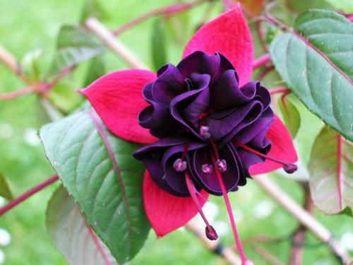 Dark Maroon Red Fuchsia Flower Seeds for Planting Wildflower Mix Heirloom & GMO Free Seeds for Home Garden
 
 Sale