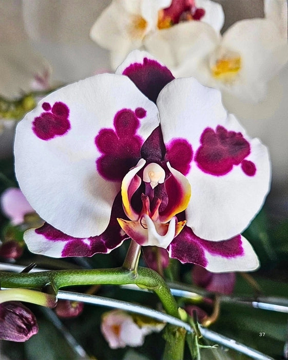 White Red Phalaenopsis Orchid Flower seeds for Planting - Fragrant Blossoms, Heirloom & GMO Free Seeds for Home Garden