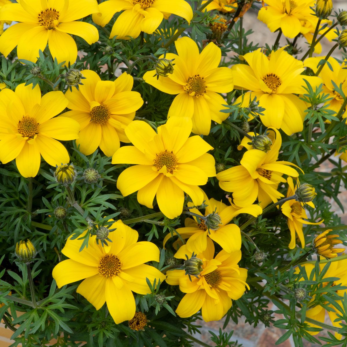 Bidens Flower seeds for Planting Low Maintenance Heirloom & GMO Free Seeds for Home Garden