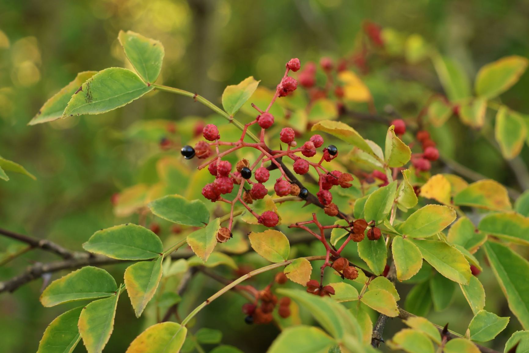 Zanthoxylum Bungeanum Plant Seeds Planting