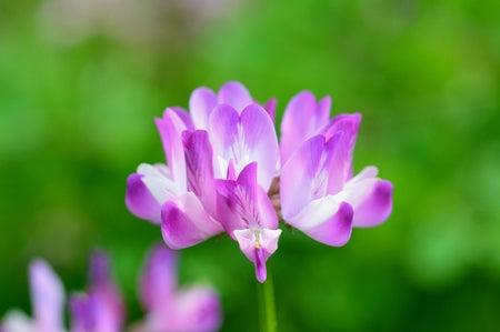 Violet Milkvetch Sinicus Flower seeds for Planting - Fragrant Blossoms, Heirloom & GMO Free Seeds for Home Garden