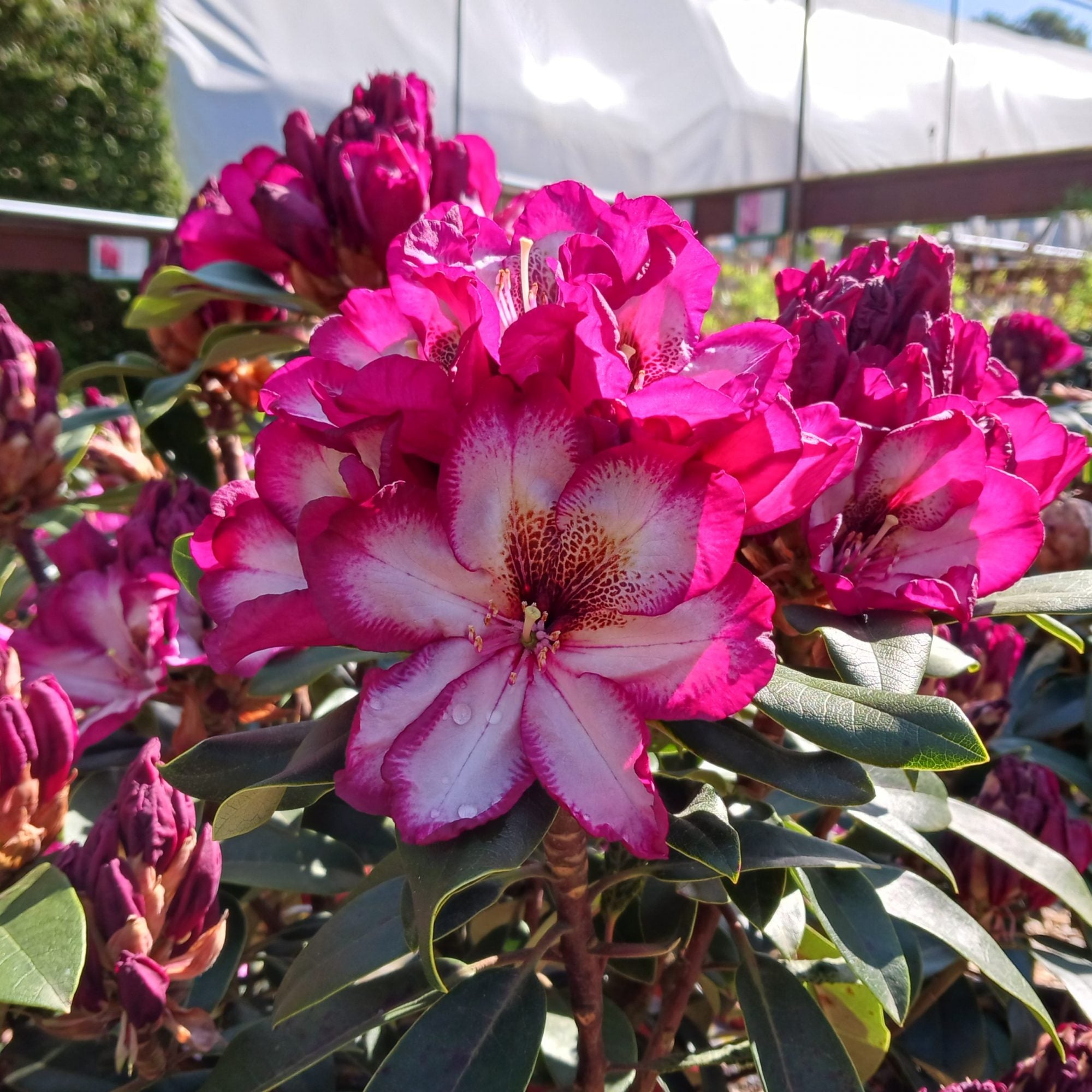 Pink Rhododendron Hans Flower seeds for Planting - Colorful Display, Heirloom & GMO Free Seeds for Home Garden