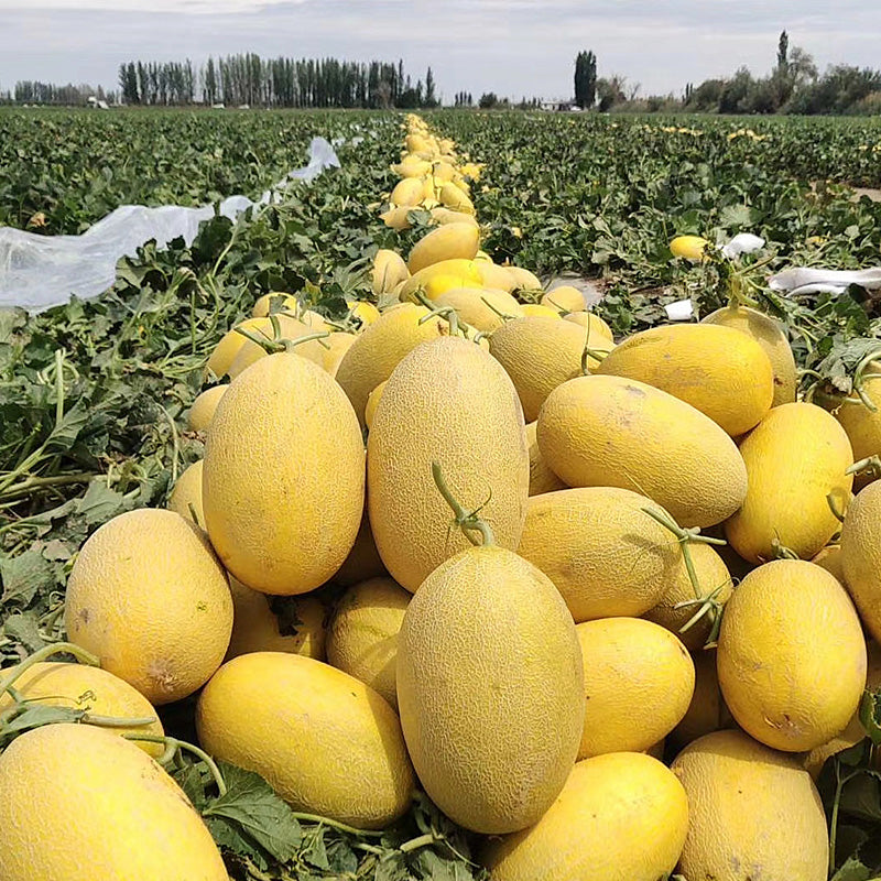 Hami Melon Seeds for Planting - Grow Sweet and Crisp Melons